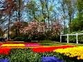 KUEKENHOF PARK NETHERLANDS・キユーケンホフ公園　リーセ・オランダ