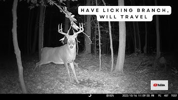 Buck Brings Licking Branch to Mock Scrape | Trail Cam Video