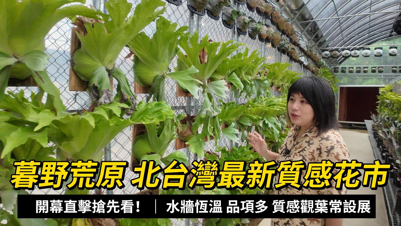 直擊！暮野荒原！北台灣最新觀葉花市開幕！