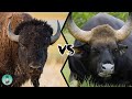 American bison vs indian gaur  quel est le plus fort 