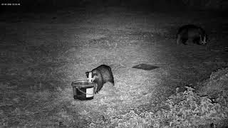 Badger having a long drink and cough and splutter - with sounds
