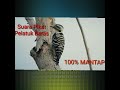 Masteran Pelatuk Dengan Jeda Detik Di Sertai Suara Terapi Mp3 - Mp4 Download