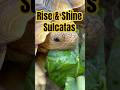 The Sulcatas are waking up and they are hungry! #foryou #reptiles #foodie #animals #tortoise #love