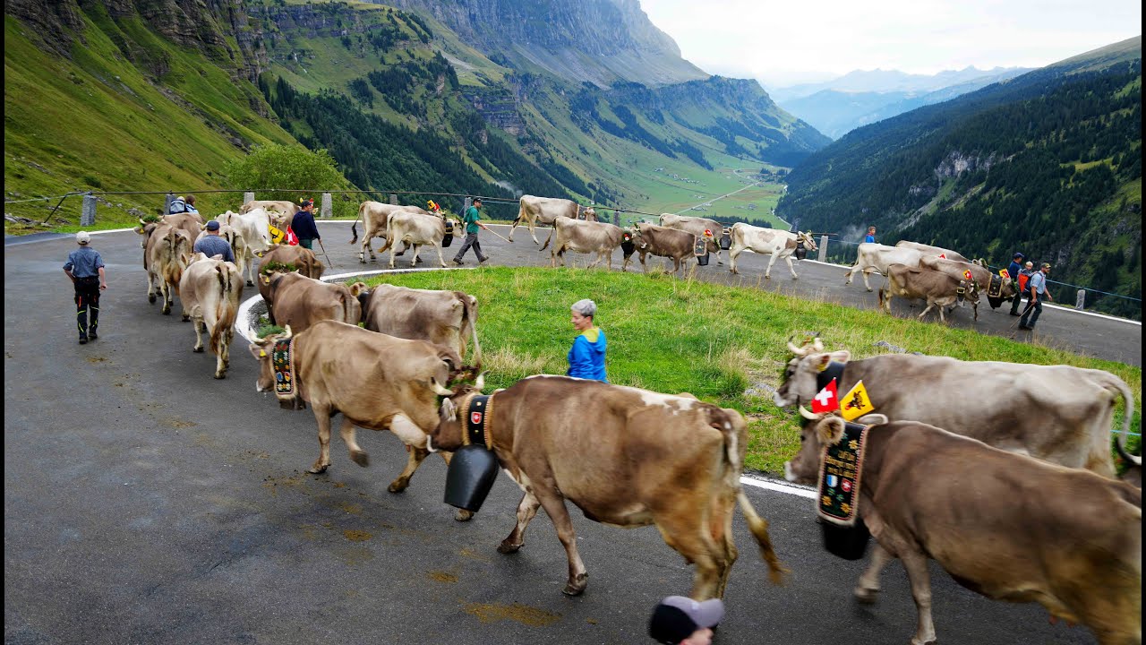 Alp Urnerboden Bodäfahrt 2022