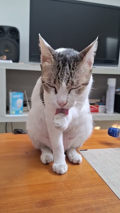 Gigil na gigil #cat #pusa #cute #kucing #pets #animals #grr