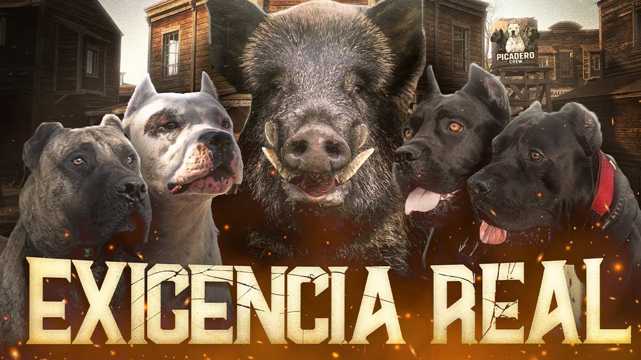 PERROS DE PRESA y pruebas de TRABAJO ¿para qué sirven? | Picadero Crew