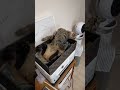 箱ねこ　#cat #かわいい #猫