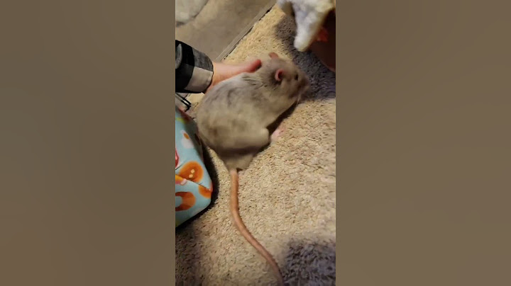 The Most Polite Rat