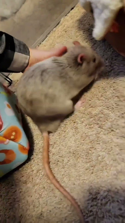 The Most Polite Rat