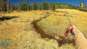 Fly Fishing the BEST Creek EVER for Apache Trout!! (Arizona