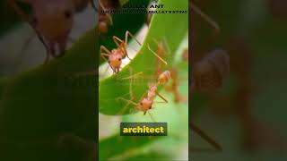 Bullet Ant : The Insect with a Bullet's Sting.