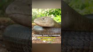 Legless Lizards Are Not Snakes