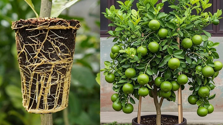 🌿I Used Banana Tree Power to Propagating Lemon Tree in 1 Month🍌