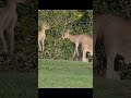 Kangaroos Growling
