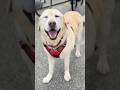 N-BOXでお出かけなのでニコニコなラブラドールレトリーバー #shorts #labradorretriever #大型犬 #犬のいる暮らし #dog