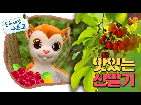 #집에서함께해요ㅣ새들의 먹이가 되는 빨강 빨강 열매!ㅣ맛있는 산딸기ㅣ숲속 대장 나르고ㅣKBS 방송
