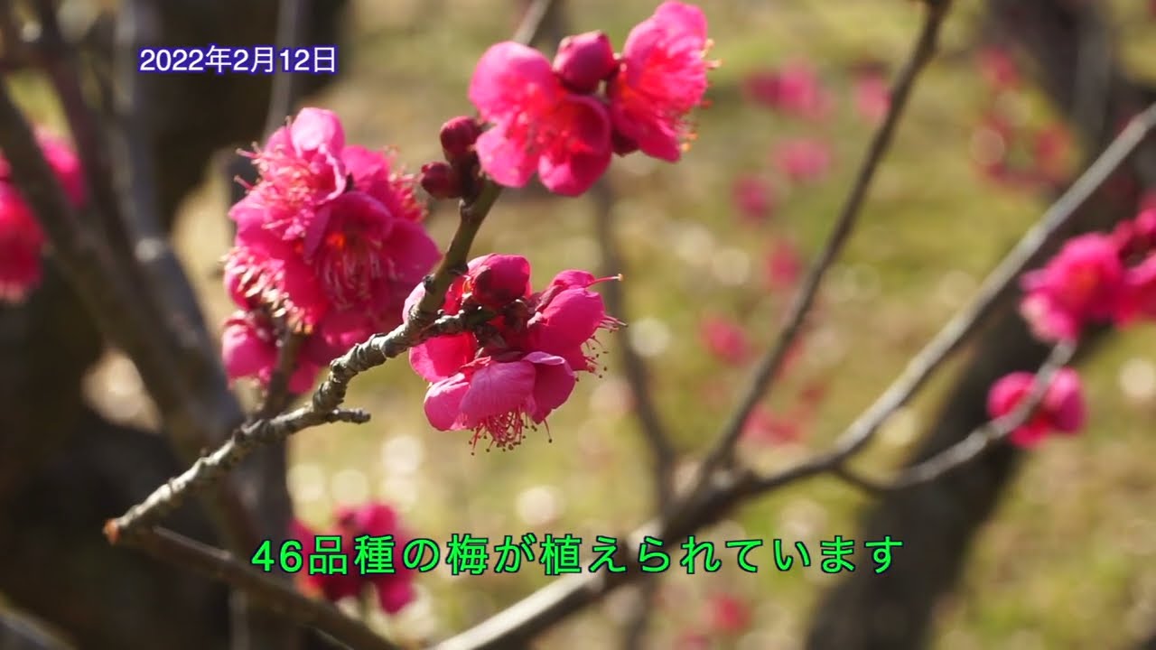 梅 咲いた 和歌山県植物公園緑花センター Youtube