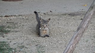 ひとり置いて行かれて変な動きをする子猫