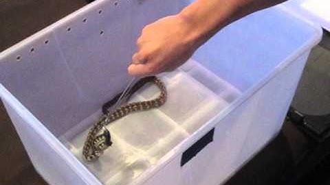 darwin carpot python feed