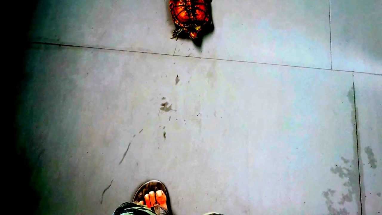 Jeffini Photography - My Lovely Golden Terrapin will listens and obeys my command.