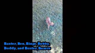 Boxer Puppies For Sale on Lancaster Puppies