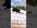 Охота на кабана 2026 | 1 выстрел — 1 кабан 🐗💥 Точный выстрел!