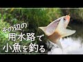 【小物釣り】自然の音に癒される鮒釣り / micro fishing