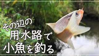 【小物釣り】自然の音に癒される鮒釣り / micro fishing