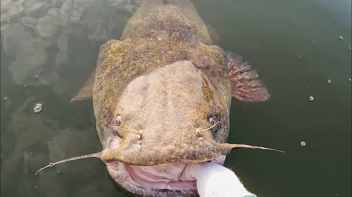 I Caught a GIANT Flathead in a TINY Kayak!!! New PB!!!