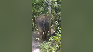 Poor little tree how long can you survive with Iplock butt 🥰❤️🐘 #elephant #keffamily #kef #chimean