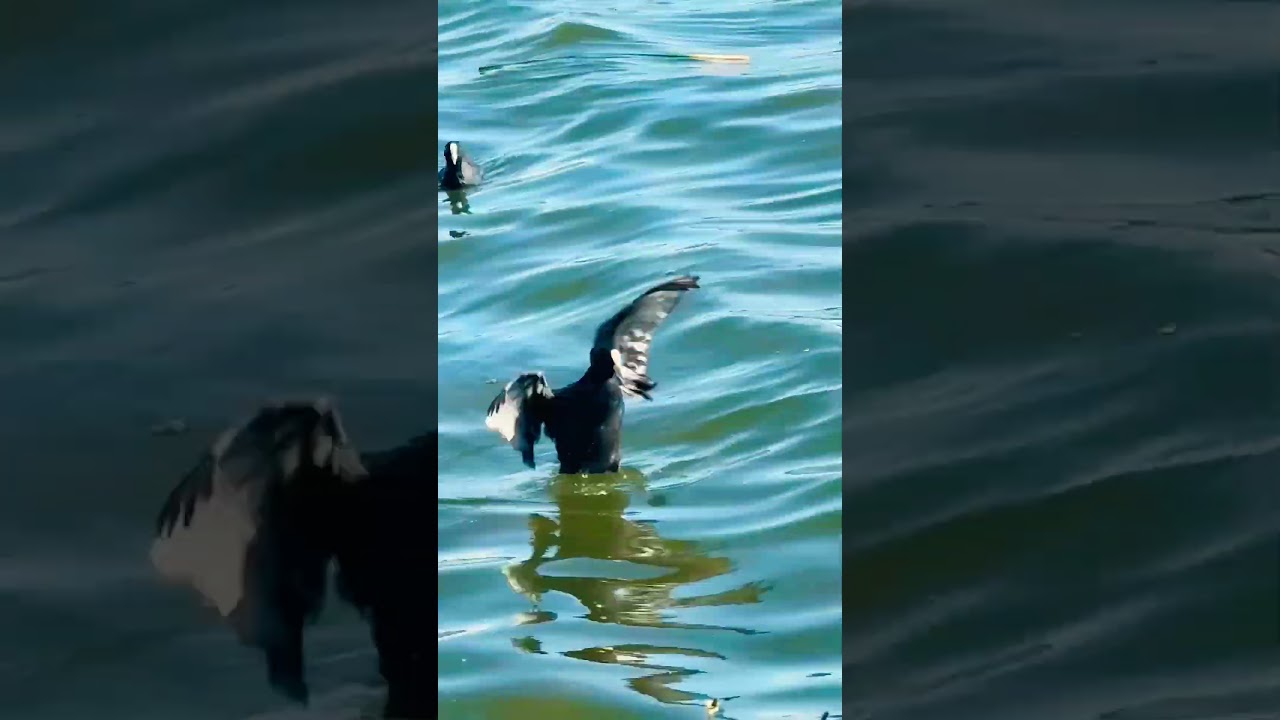 Bird 🦅 🦅  swimming in Hamilton lake..domain nz 