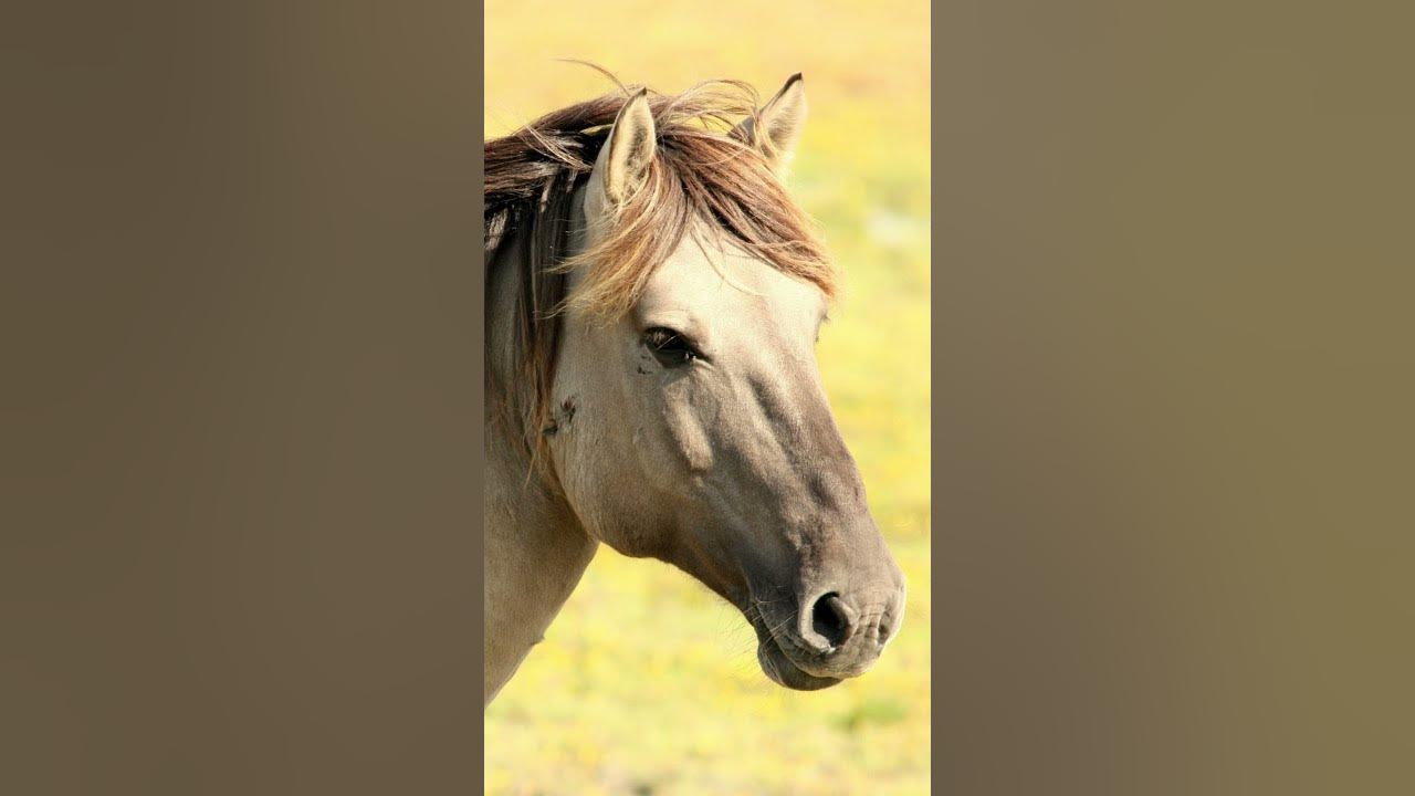 horse snort Sound Effect YouTube