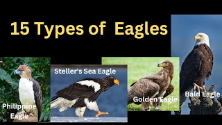 15 Types Of Eagles