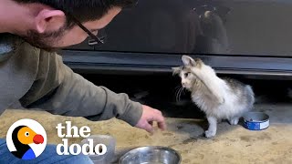 Cat Does The Funniest Thing When His Parents Get Him A New Brother | The Dodo