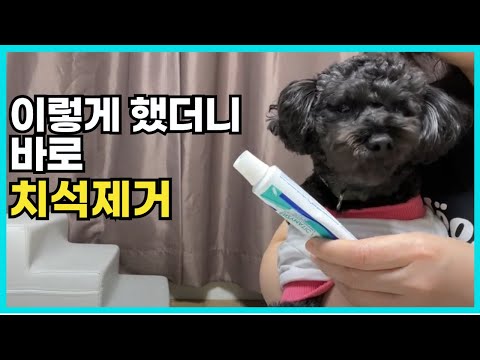 강아지 치석 제거 관리 이거 하나면 됩니다.