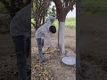 Applyprotectivestempasteto thelowertrunkofmangoplants topreventinsectattacksandpromotehealthygrowth