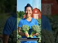 kya aapane itni fresh broccoli Dekhi Hai #1million #1millionviews #1millionsubscribers #millionaire