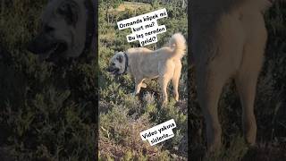 Ormandaki Leş Kurt Mu Köpek Mi ? Anatolian Shepherd Dog Show Video Kangal Dog Vlog Turkishdog