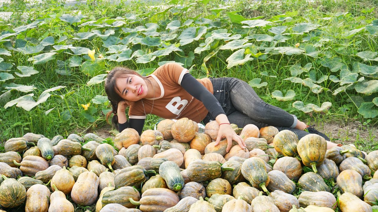Harvesting A Lot Of Pumpkin Goes To Market Sell - Buy warm blankets to prepare for winter