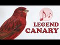 The Best Red CANARY Training Song 12h !!!