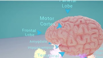 Brain video simulation (VR version preview)