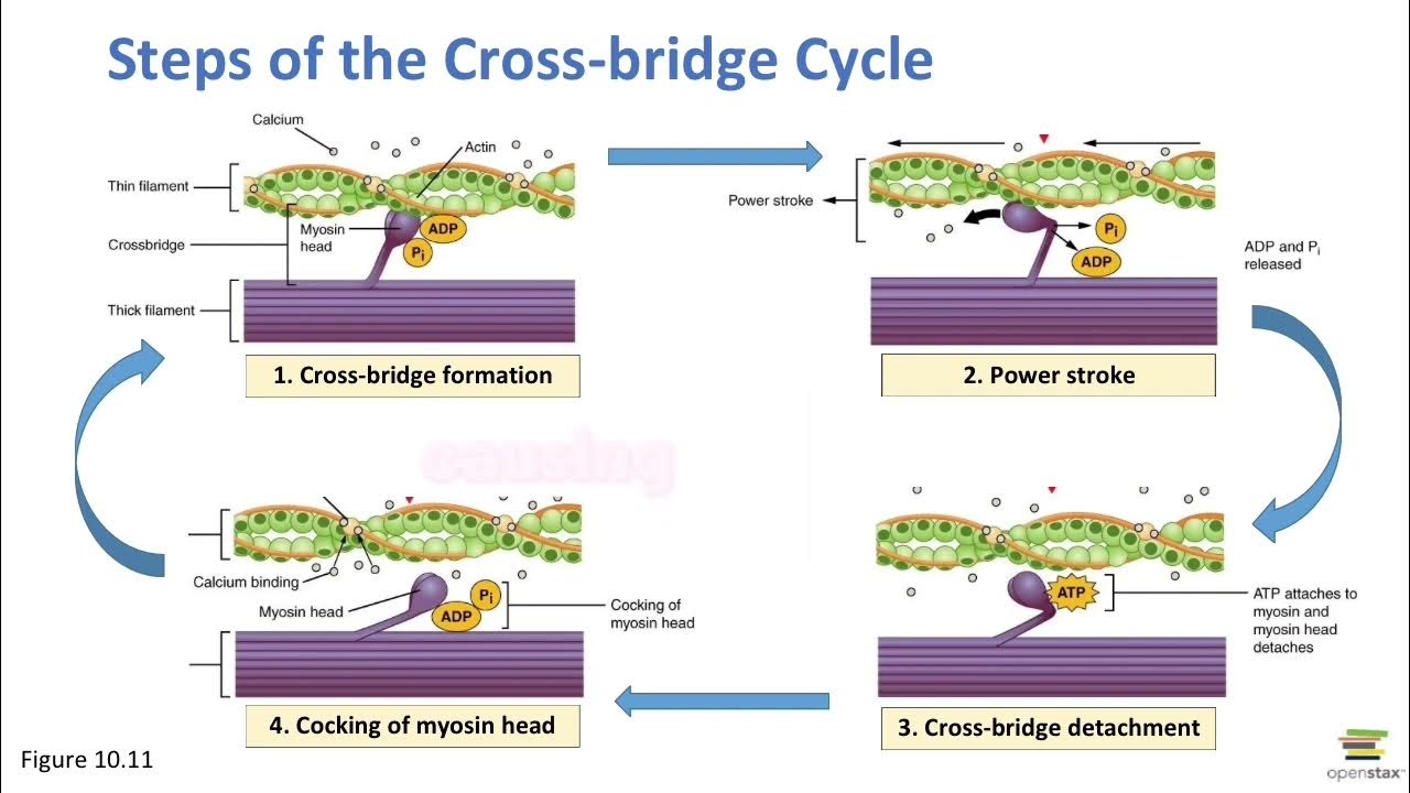 Cross Bridge Cycle Meaning