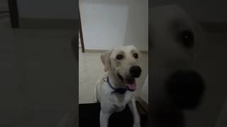Tobby 💕💕💕💕#dog #doglove #asianet #tobby #dogvideos #asianet #love #minivlog #fypシ #vlog