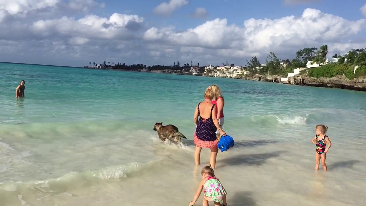 video phone beyonce mp3 Tycho' First Ocean Swim German Shepherd 