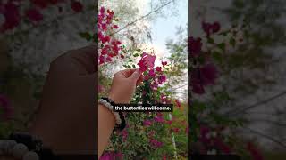 Stop chasing butterflies, build a life so beautiful that the right things naturally find you. #3am