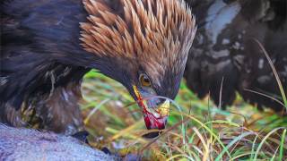 Comparing Bald and Golden Eagles