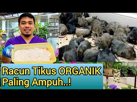 Panduan Lengkap Cara Membuat Racun Tikus Organik Paling Kuat Yang Aman dan Ampuh Membasmi Tikus..!!