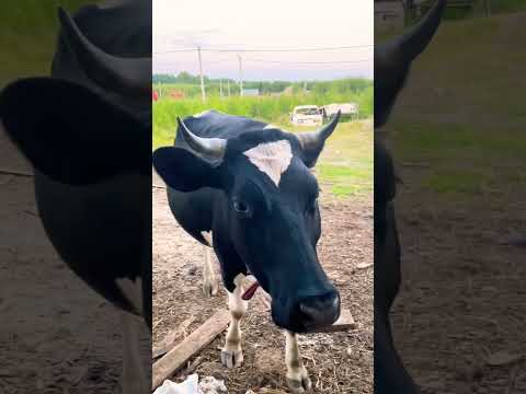 Запускаем большую корову.. я#marya_max #деревенскаяжизнь #корова