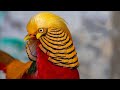 Golden Pheasant | Avian Snappy Dressers
