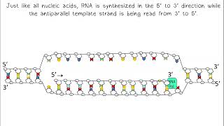 Transcription AP Biology